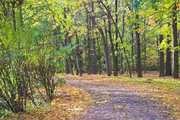 Pusty chodnik jesień — Zdjęcie stockowe