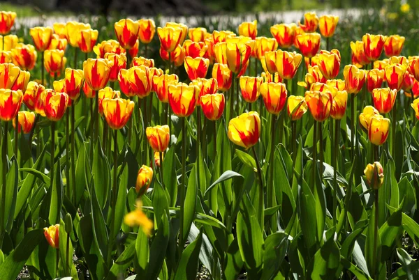 Flor de tulipas — Fotografia de Stock