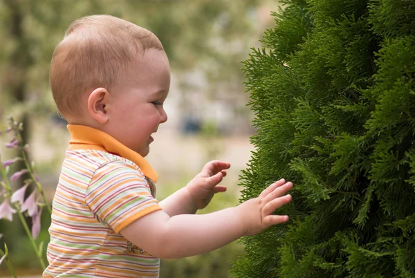 Litle jongen speelt met fir tree — Stockfoto
