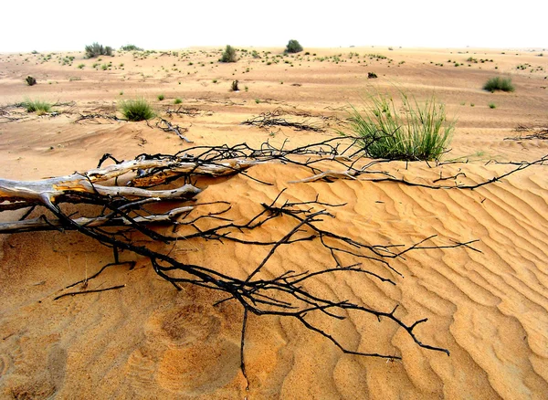 stock image Branch in desert