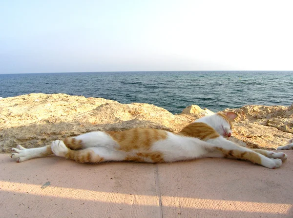 Kat op het strand Stockfoto