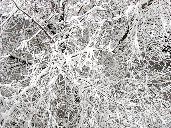 stock image Snow storm