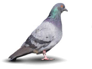 Pigeon clipart