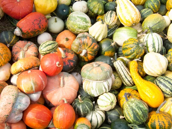 stock image Pumpkin