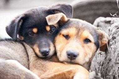 Köpek yavrusu