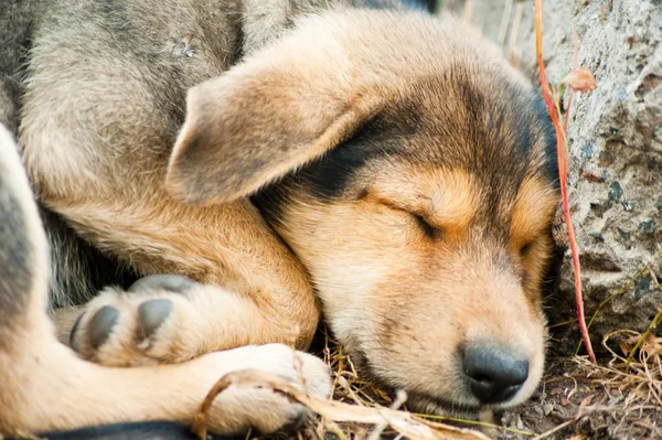 stock image Puppy