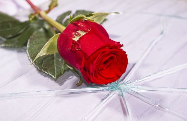 Red rose on the broken glass clipart