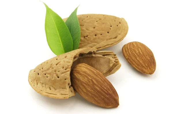 Almonds Leaves Isolated — Fotografia de Stock