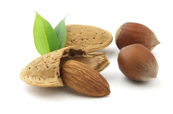 Hazelnuts Leaves Isolated White Background — Stock Photo, Image