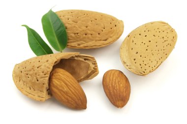 Sweet almond clipart