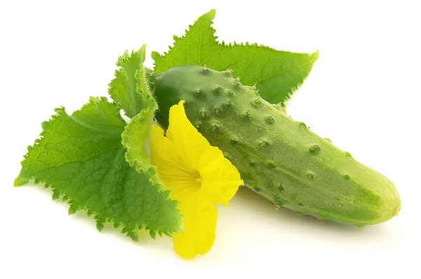 Cucumber with leaves — Stock Photo, Image