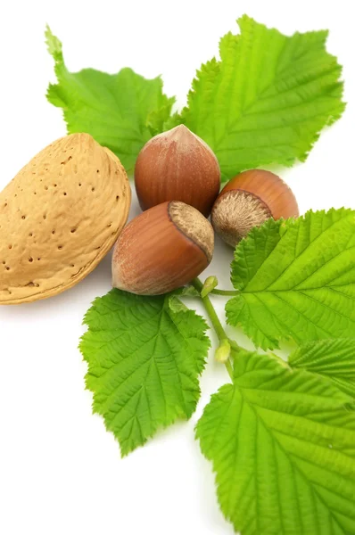 Almond with hazelnuts — Stock Photo, Image