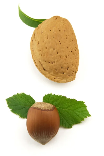 Almond with hazelnut — Stock Photo, Image