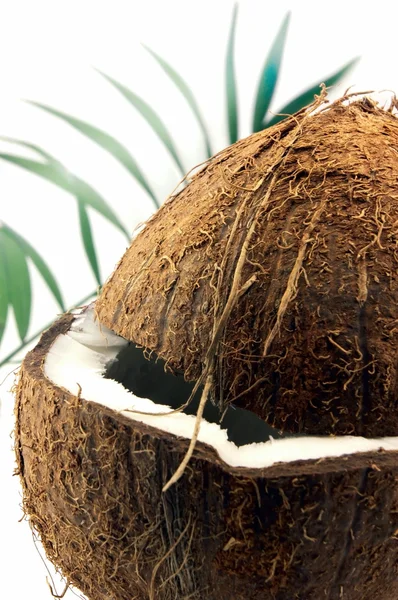 Cocos med blad — Stockfoto