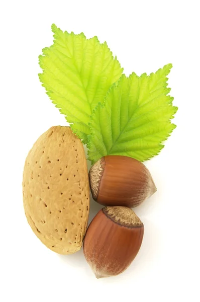 Hazelnuts and almond — Stock Photo, Image