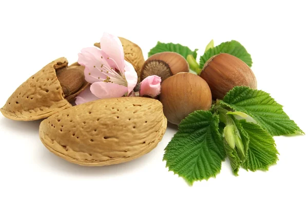 Almond with filbert — Stock Photo, Image