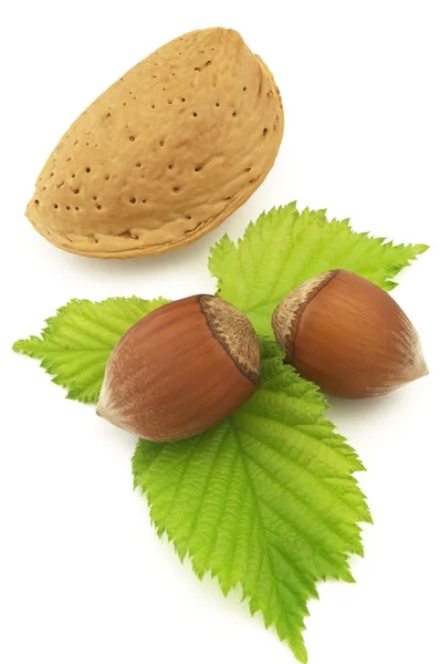 Almond with filbert — Stock Photo, Image