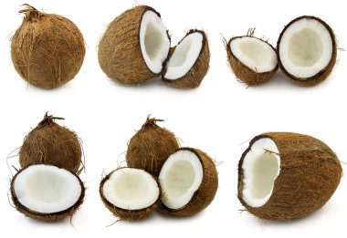 Coconut clipart