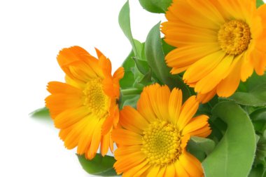 Calendula clipart