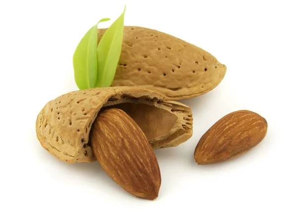 Almond with leaves — Stock Photo, Image
