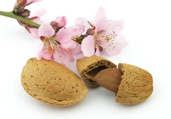 Almonds with pink flowers — Stock Photo, Image
