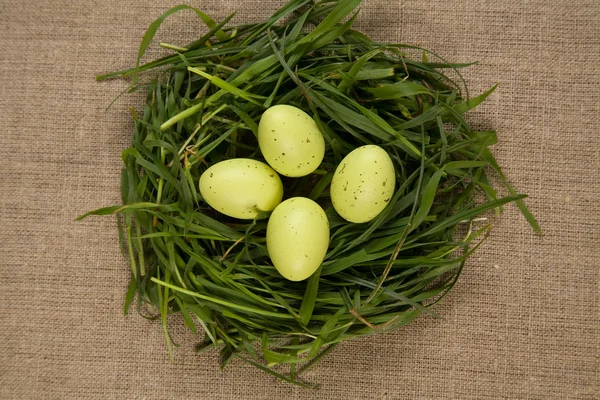 Gras nest met eieren — Stockfoto
