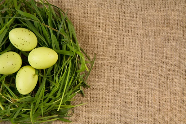Nido d'erba con uova — Foto Stock