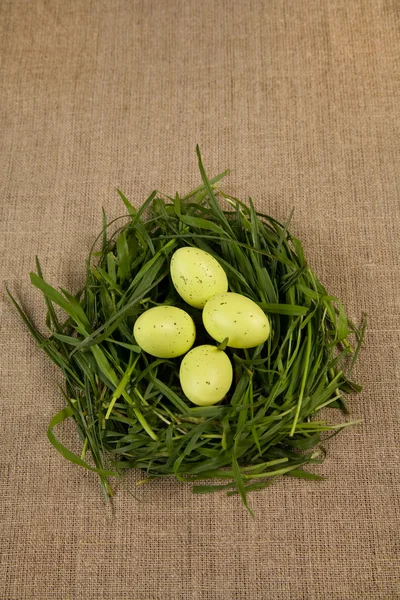Nido de hierba con huevos — Foto de Stock