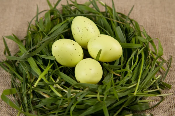 Närbild av gräs boet med ägg — Stockfoto