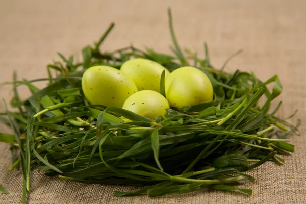 Close-up of grass nest with eggs — Stock Photo, Image