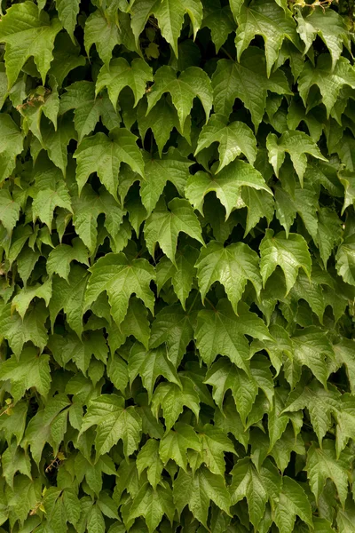 stock image Green leaves background