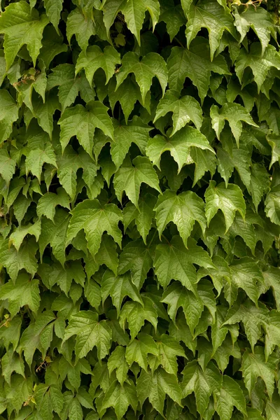 Stock image Green leaves background