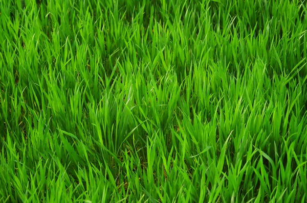 stock image Texture of green grass