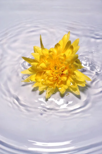 Ярко-желтый цветок в воде — стоковое фото