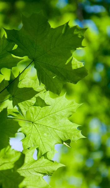 Абстрактный состав кленовых листьев — стоковое фото