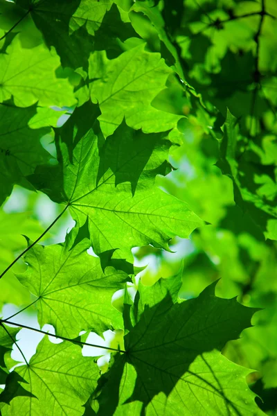 Абстрактная листва — стоковое фото