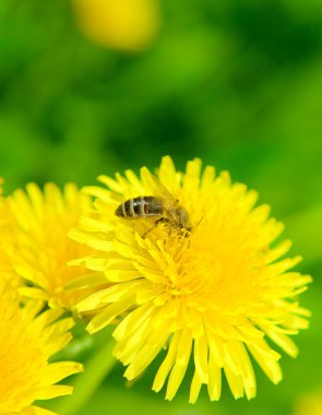 Bee and dandelion clipart