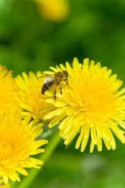 Bee on a Dandelion clipart