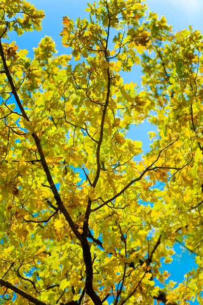 Осенняя ветвь дуба на фоне — стоковое фото