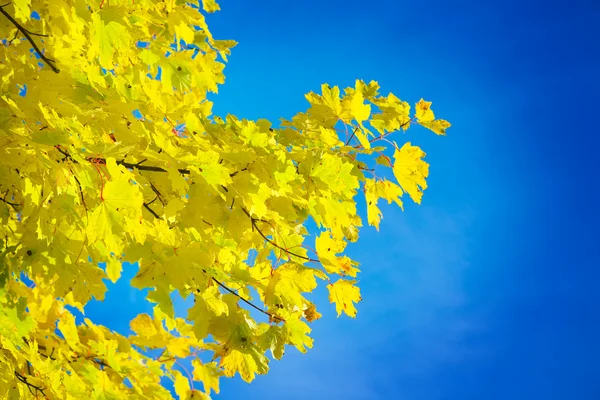 Herbstzweig — Stockfoto