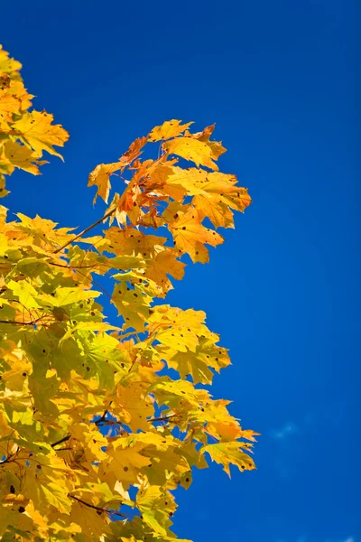 Branche de couleur automne de l'érable — Photo