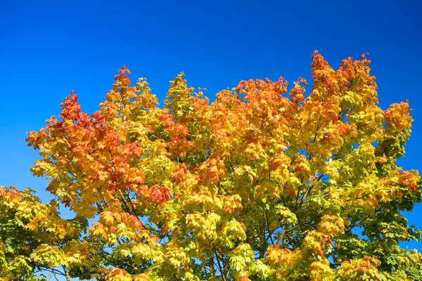Herbstfarbenbaum — Stockfoto