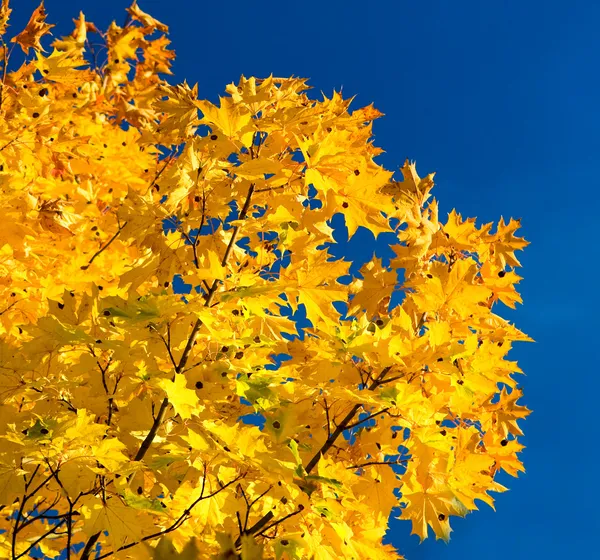Осенняя листва и небо — стоковое фото