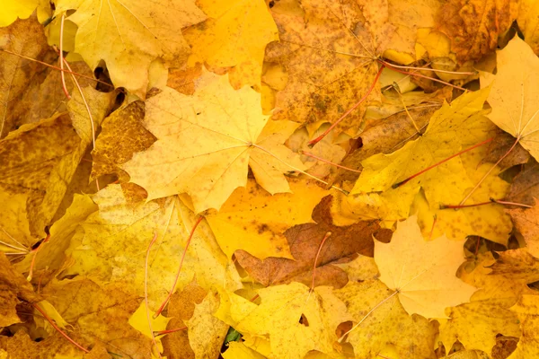 Hösten bladverk bakgrund — Stockfoto