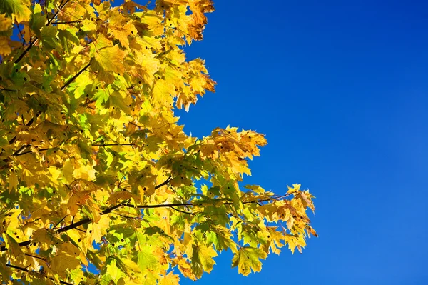 Sonbaharda akçaağaç ağaç gökyüzü arka plan üzerinde — Stok fotoğraf