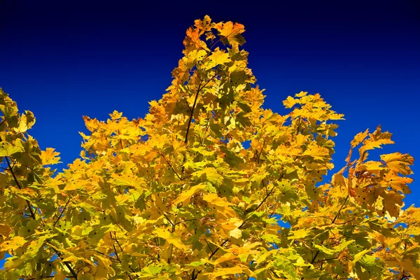 Árvore de bordo de outono — Fotografia de Stock