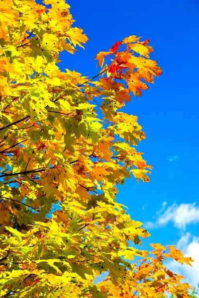 秋のメープル — ストック写真