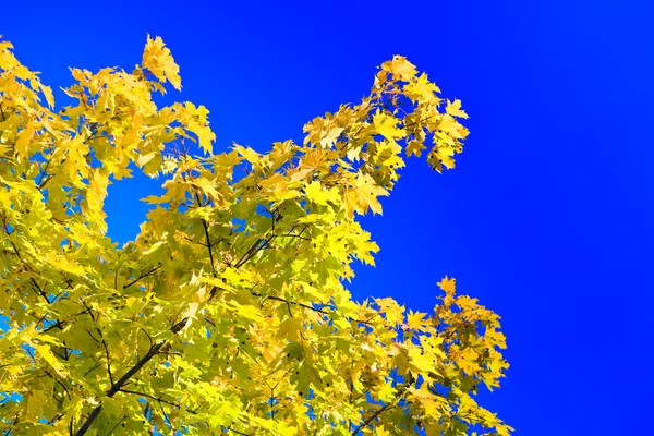 Árbol de otoño sobre un fondo del cielo — Foto de Stock