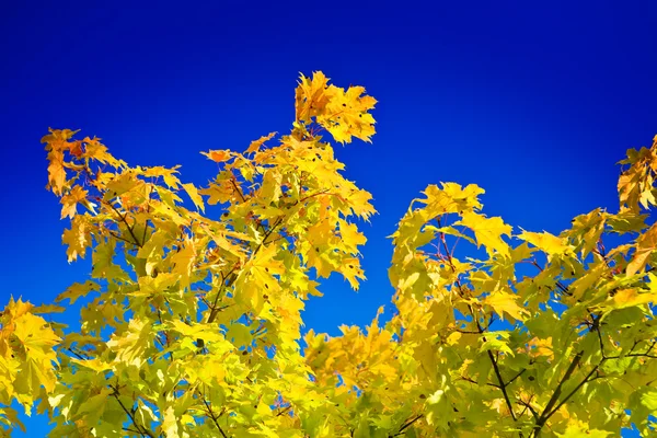 Sonbaharda sarı yapraklar üzerinde gökyüzü. — Stok fotoğraf