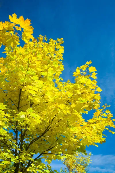 Herbstgelbes Laub — Stockfoto